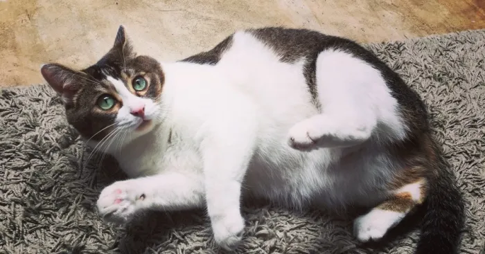 Floki Was Homeless But Now He's Super Spoiled