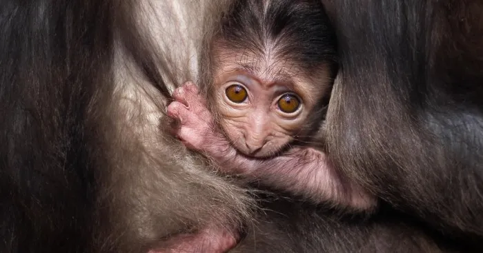 Mother-the Word That Screams Unconditional Love In The World Of Any Being