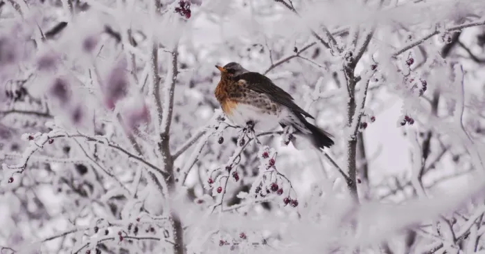 Secret Life Of Birds Or How I Spend Couple Of Years Capturing Them!
