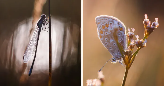 I Spend Hours Lying On My Belly To Photograph Small Creatures