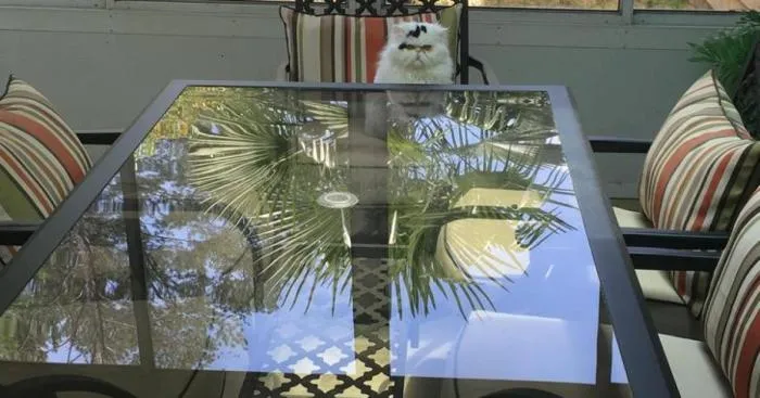 You're Late For An Important Meeting With Your Cat, What Did He Tell You?