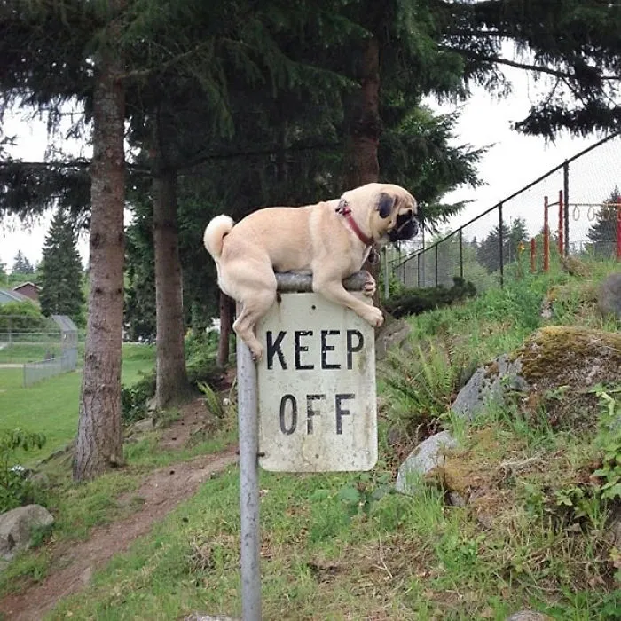 This Little Mutt Knows What To Do
