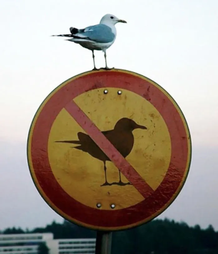 Natural-born Anarchist