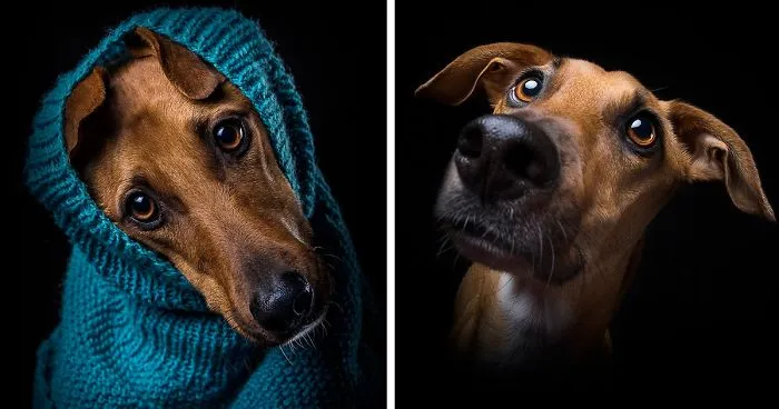 From Street Life To Sweet Life: I'm Spokkel, A Dog That Was Rescued From Spanish Fields