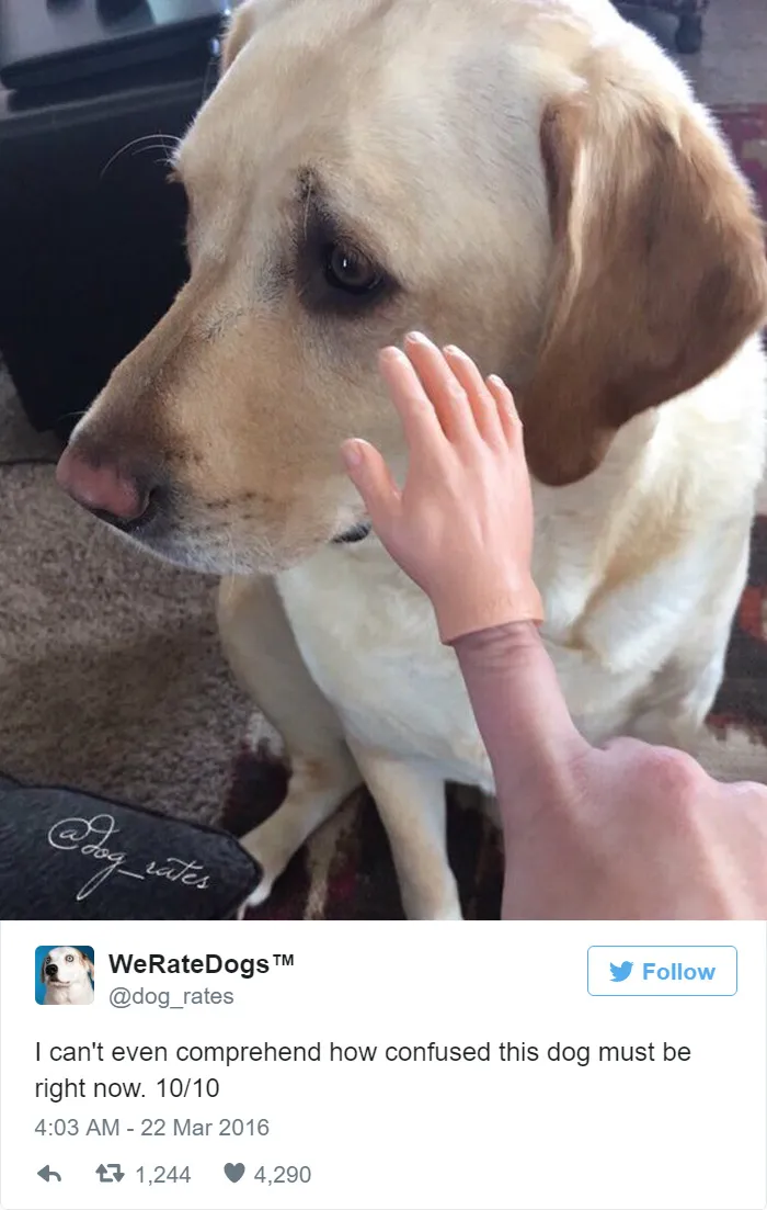 Dog Rating