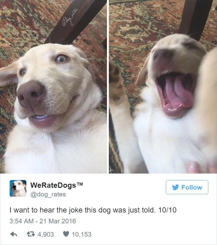 Dog Rating