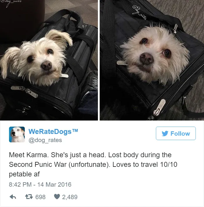 Dog Rating