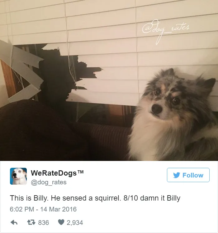 Dog Rating