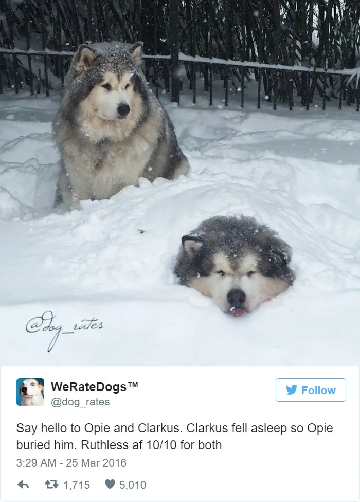 Dog Rating