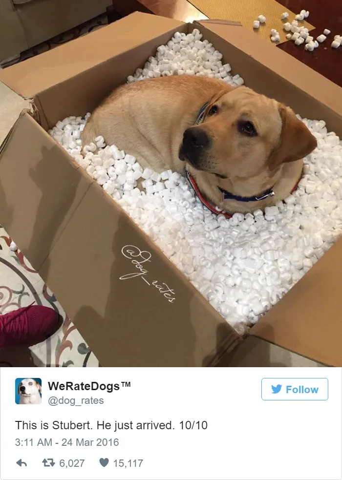 Dog Rating