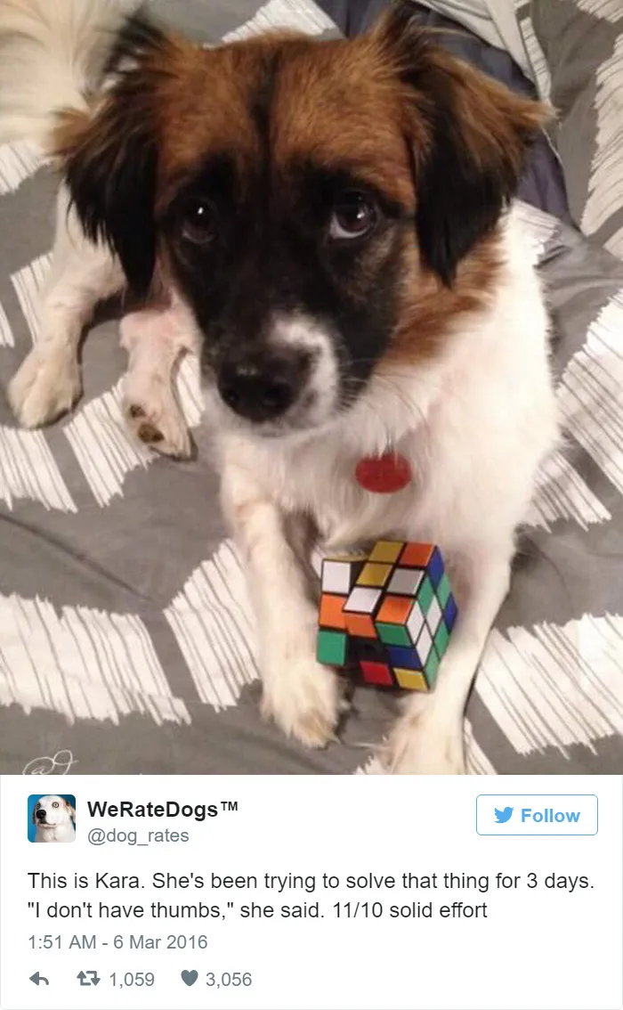 Dog Rating