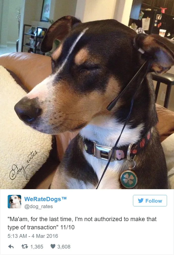 Dog Rating