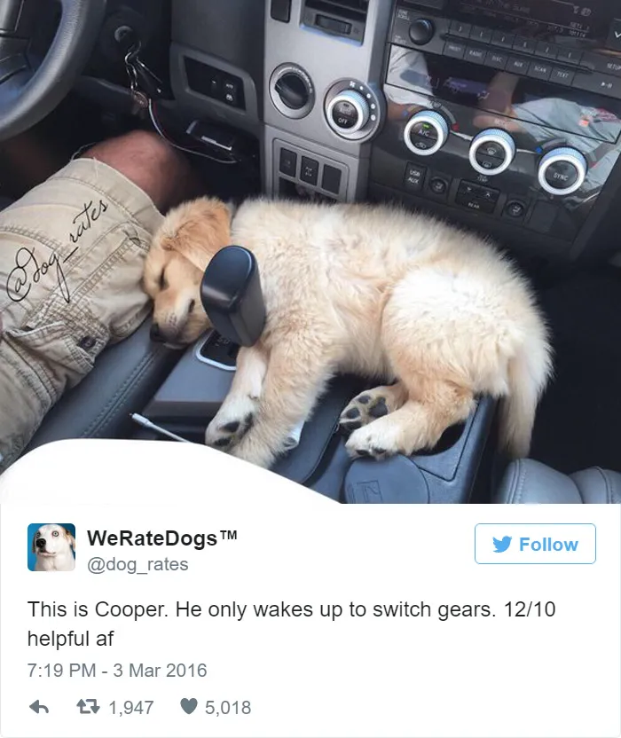 Dog Rating