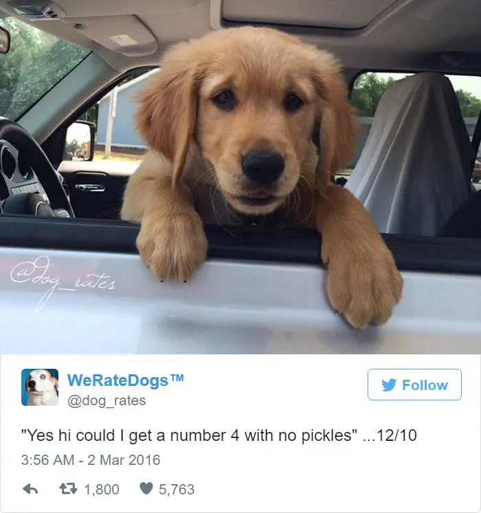 Dog Rating