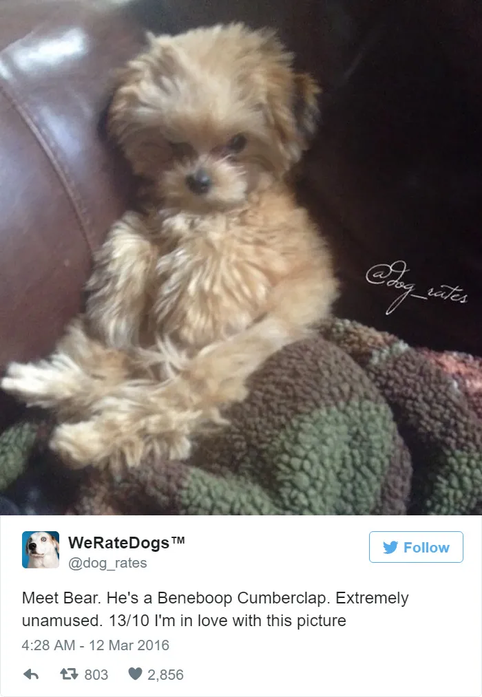Dog Rating