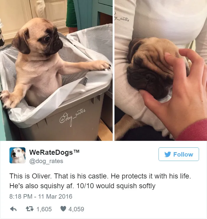 Dog Rating