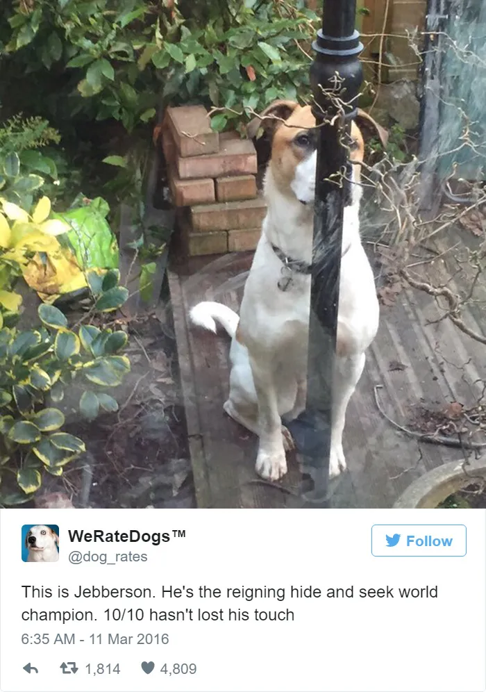 Dog Rating