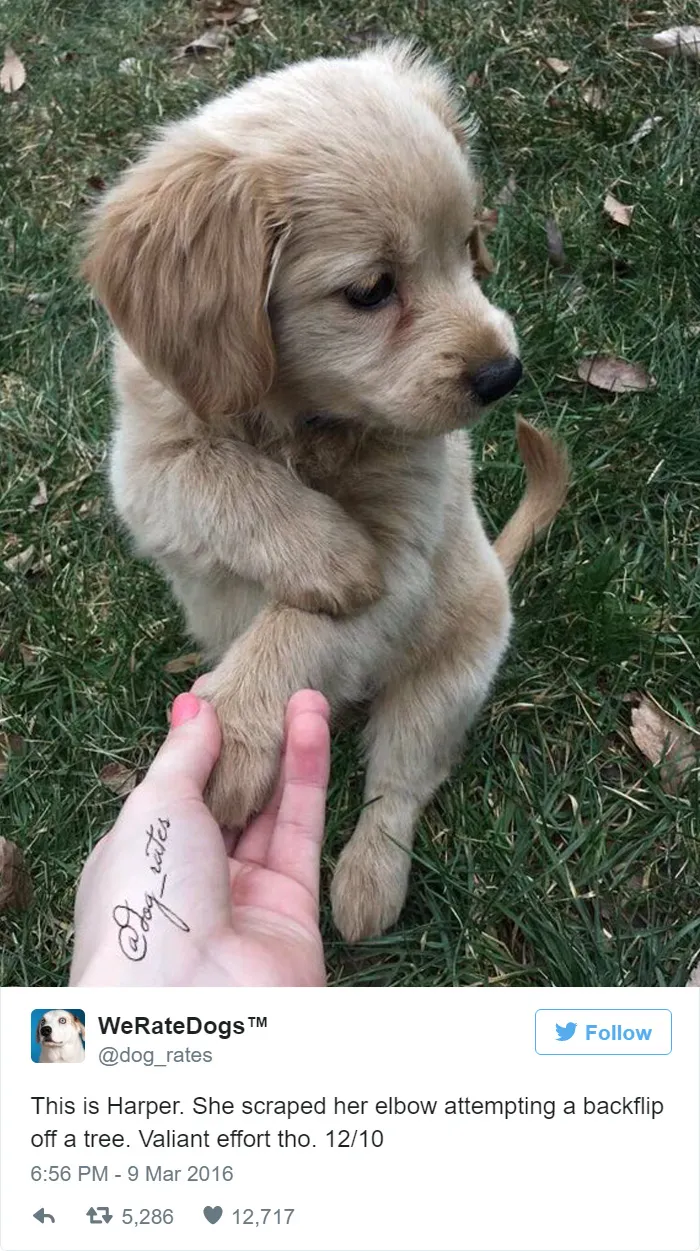 Dog Rating