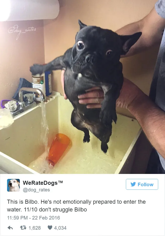 Dog Rating