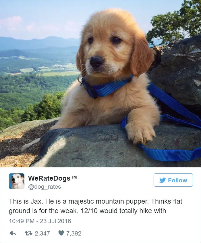 Dog Rating
