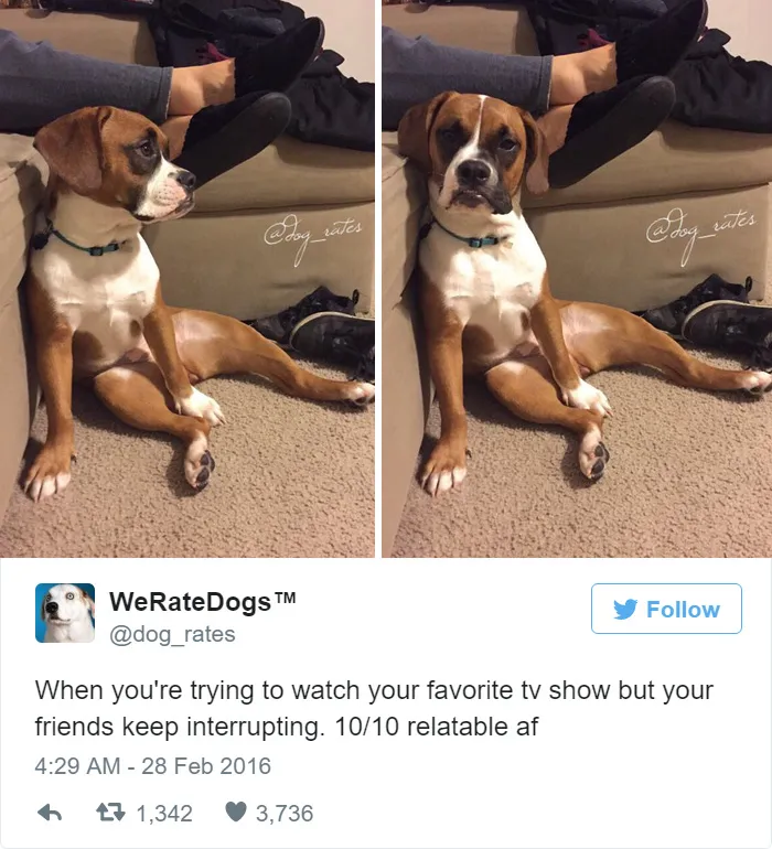 Dog Rating