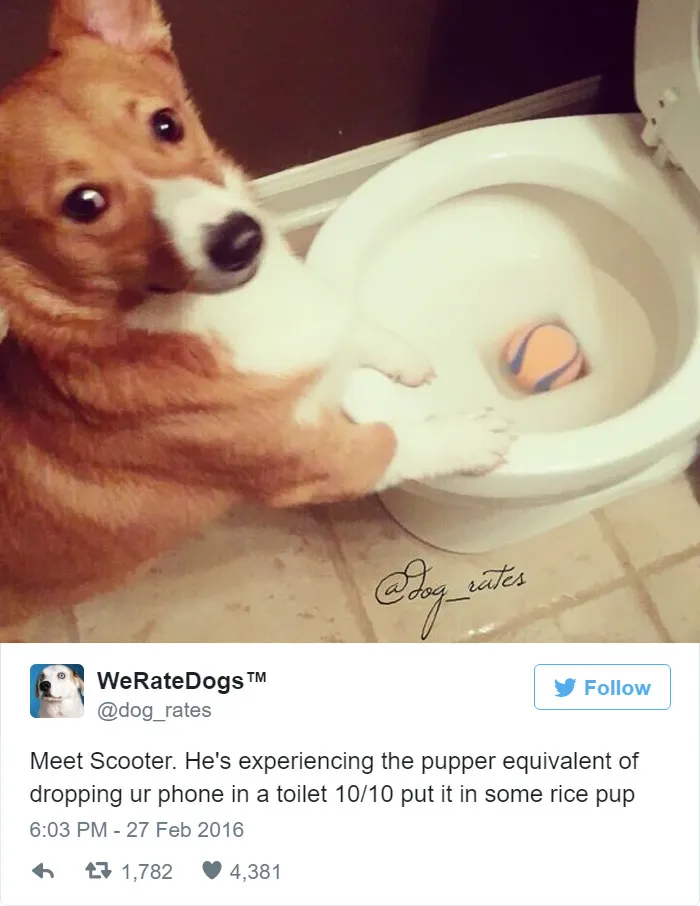 Dog Rating