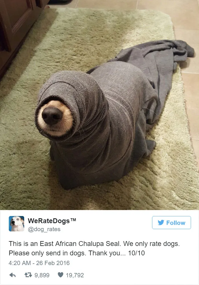 Please Stop Sending East African Chalupa Seals, We Only Rate Dogs. 10/10
