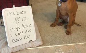 This Twitter Account Rates Dogs And It's Hilarious