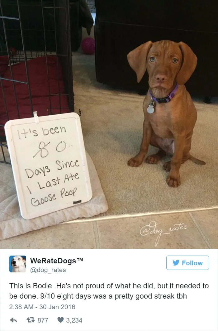 Dog Rating