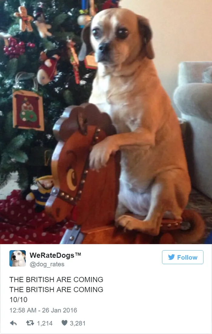 Dog Rating