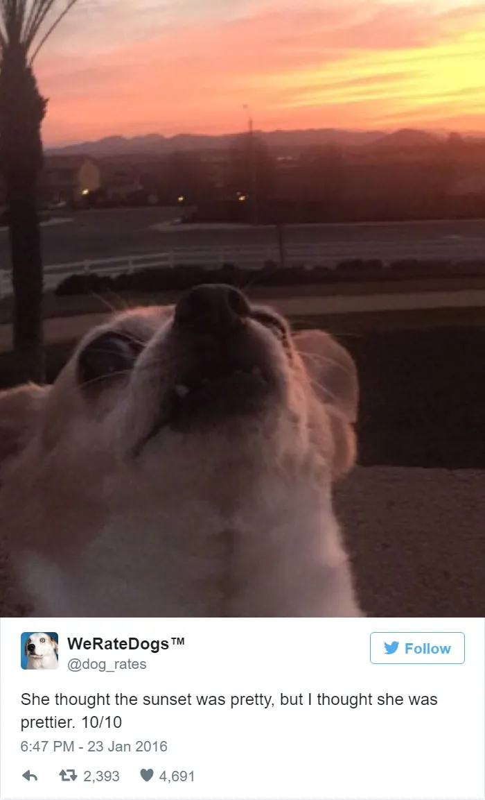 Dog Rating