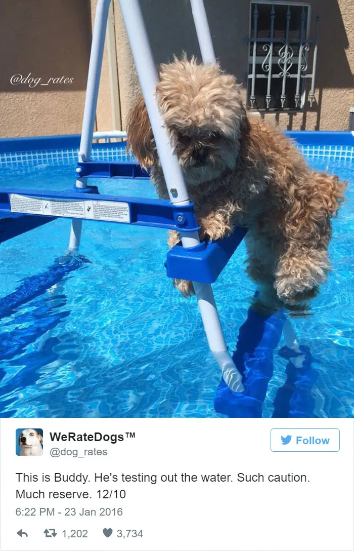 Dog Rating