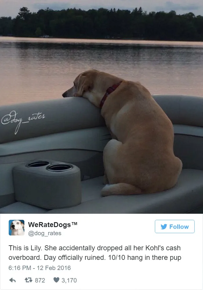 Dog Rating