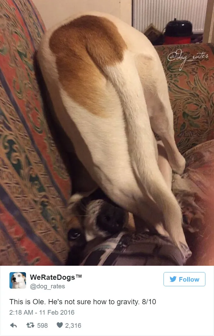 Dog Rating