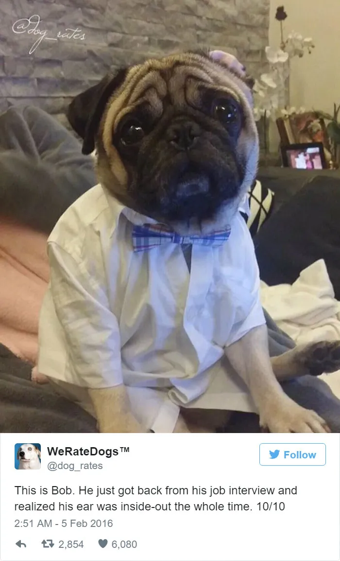 Dog Rating