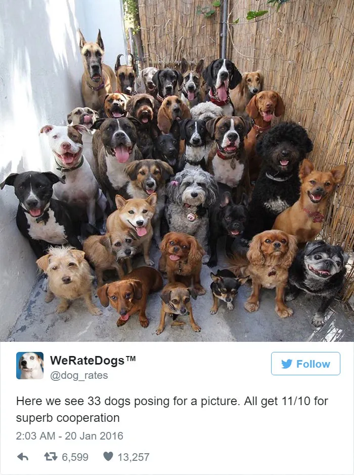 Dog Rating