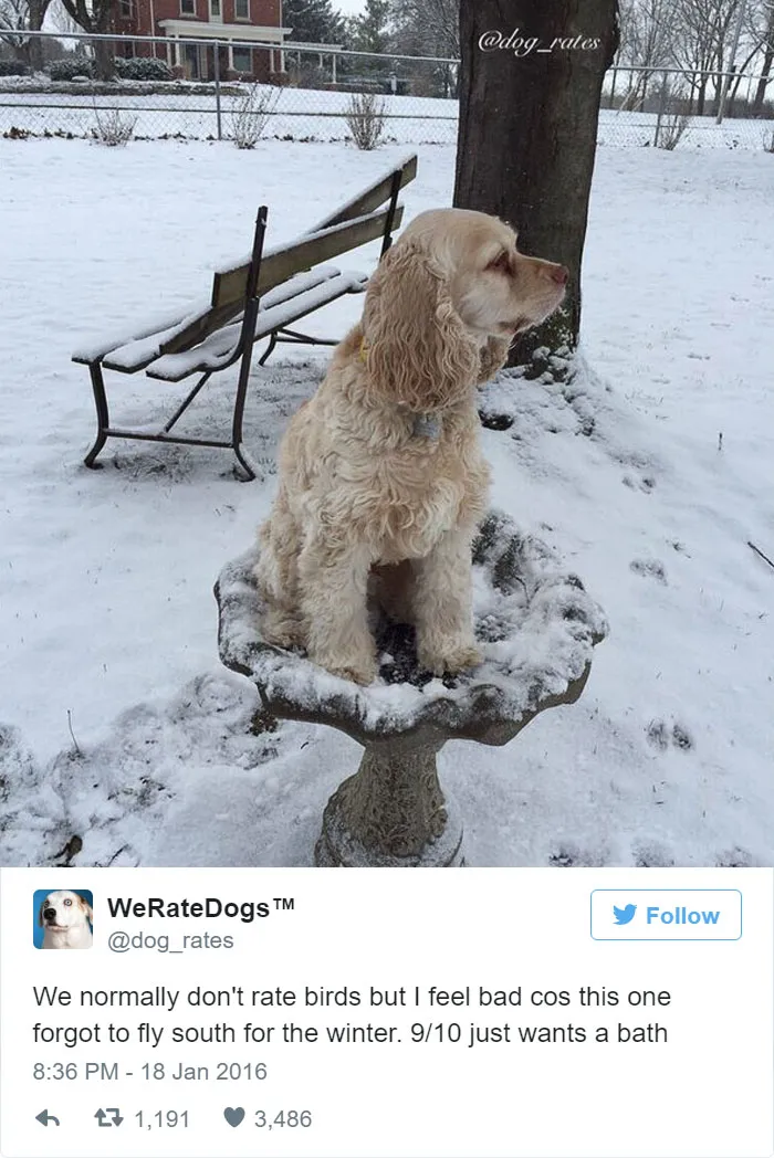 Dog Rating