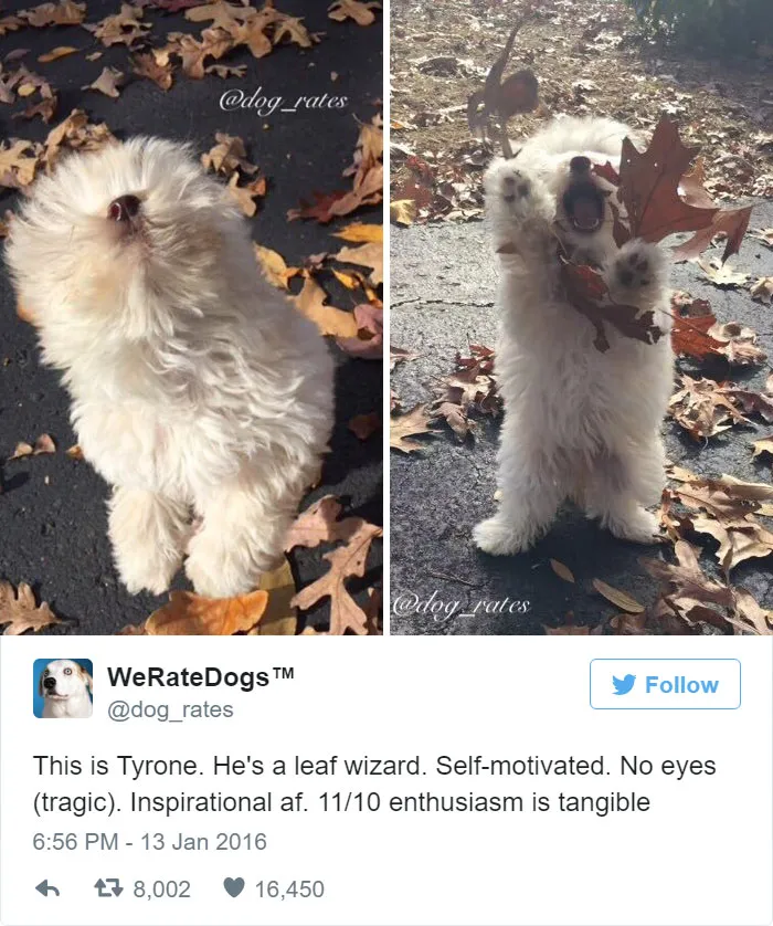 Dog Rating