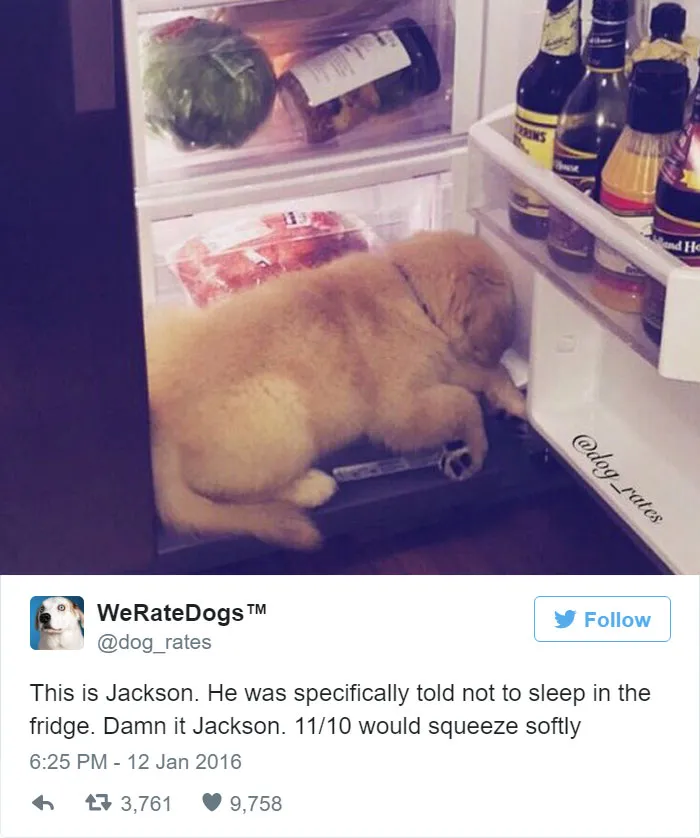 Dog Rating