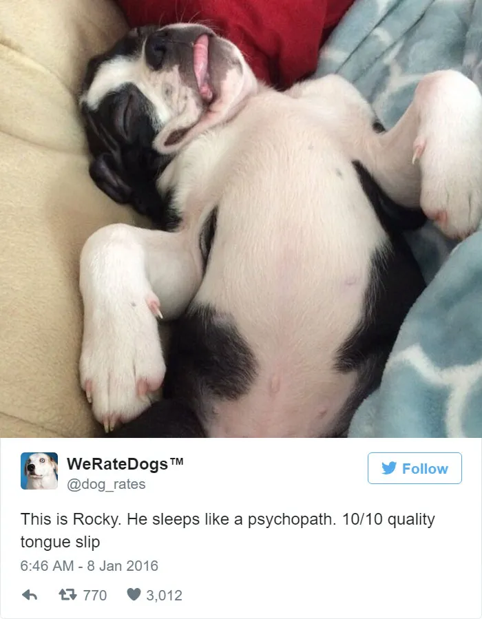 Dog Rating