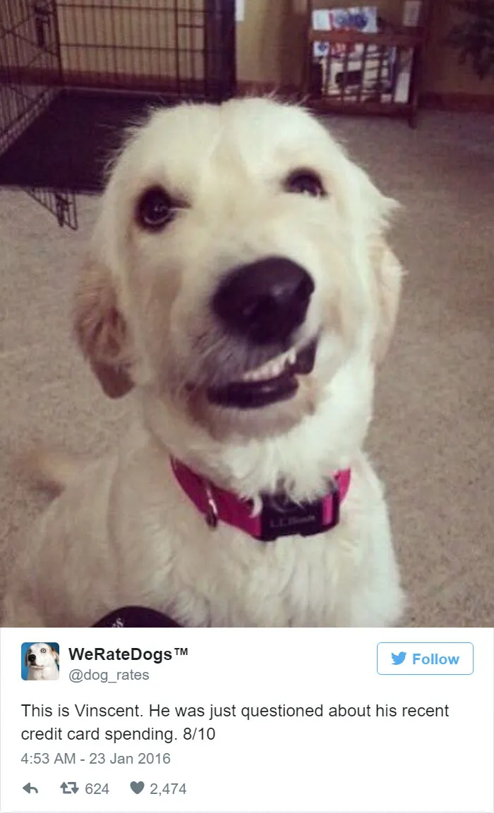 Dog Rating