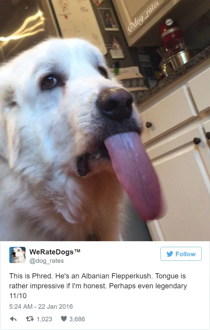 Dog Rating