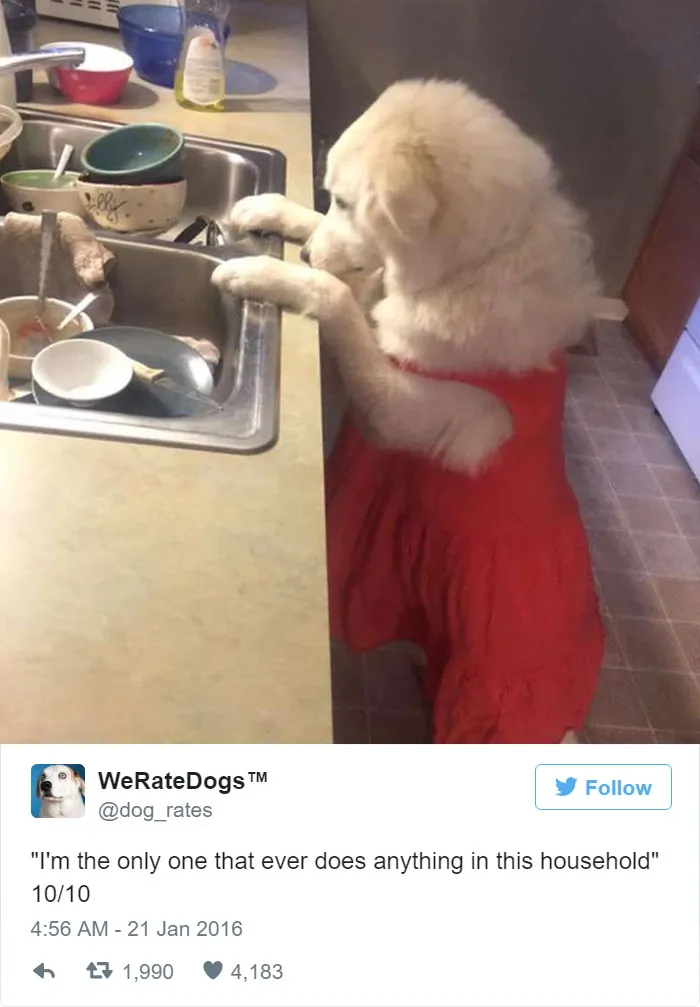 Dog Rating