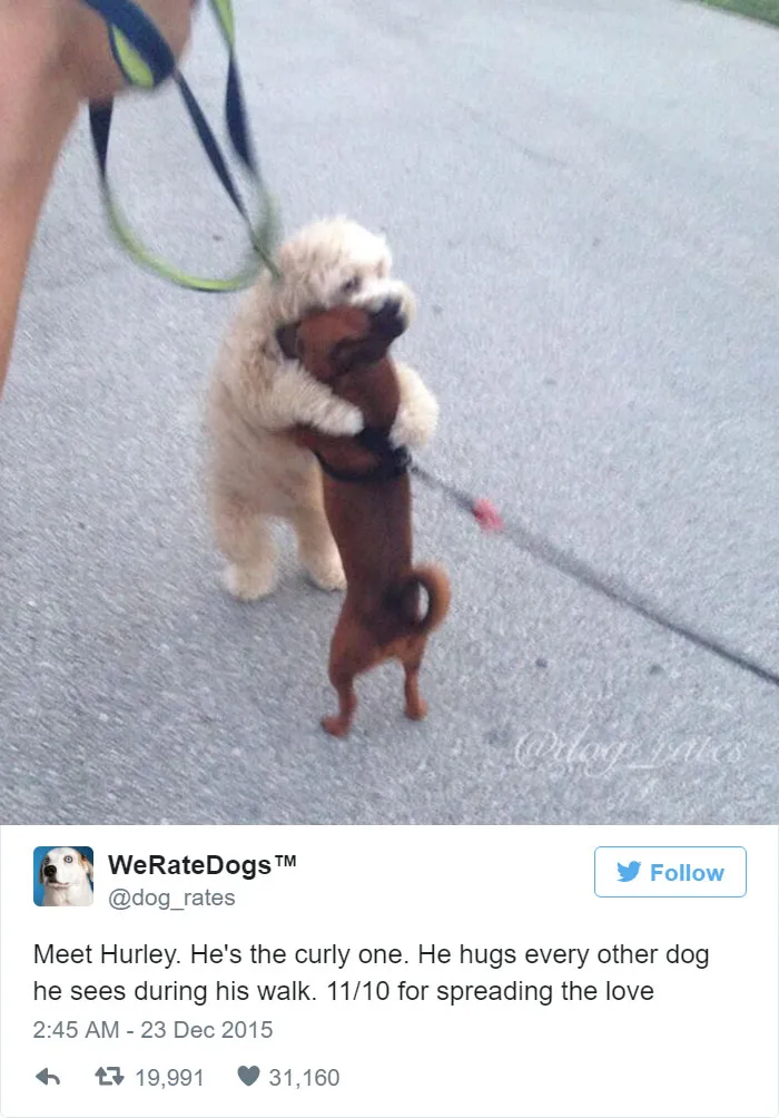 Dog Rating