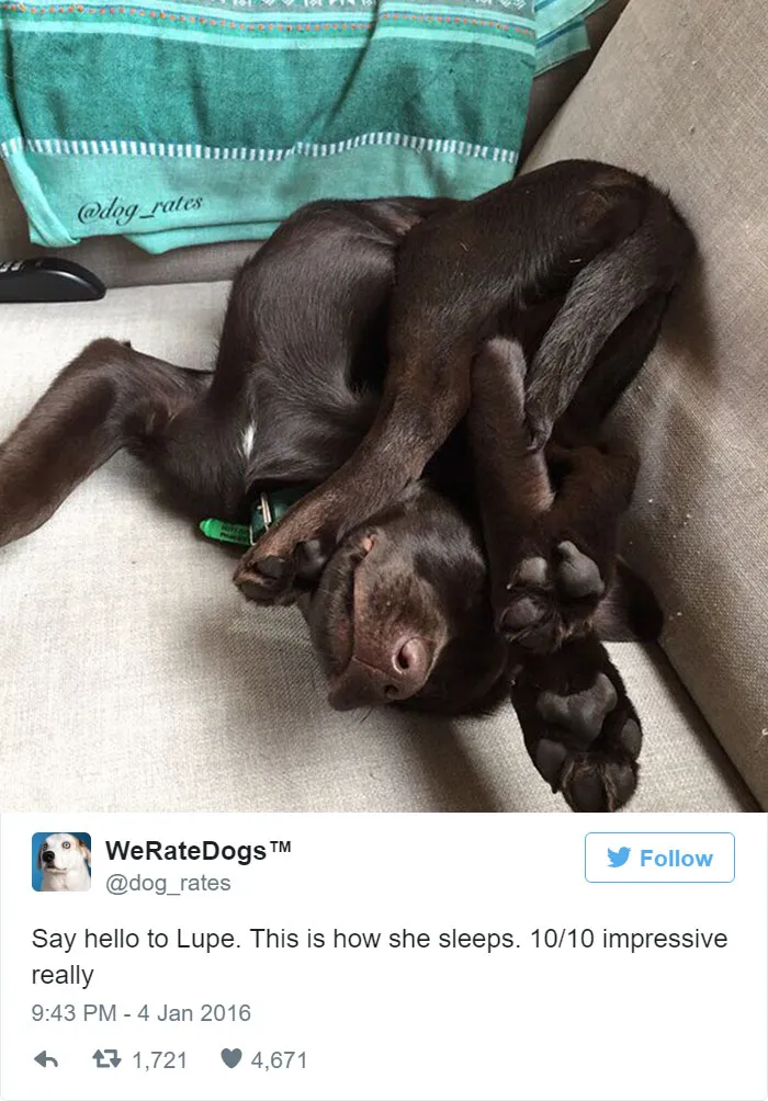 Dog Rating