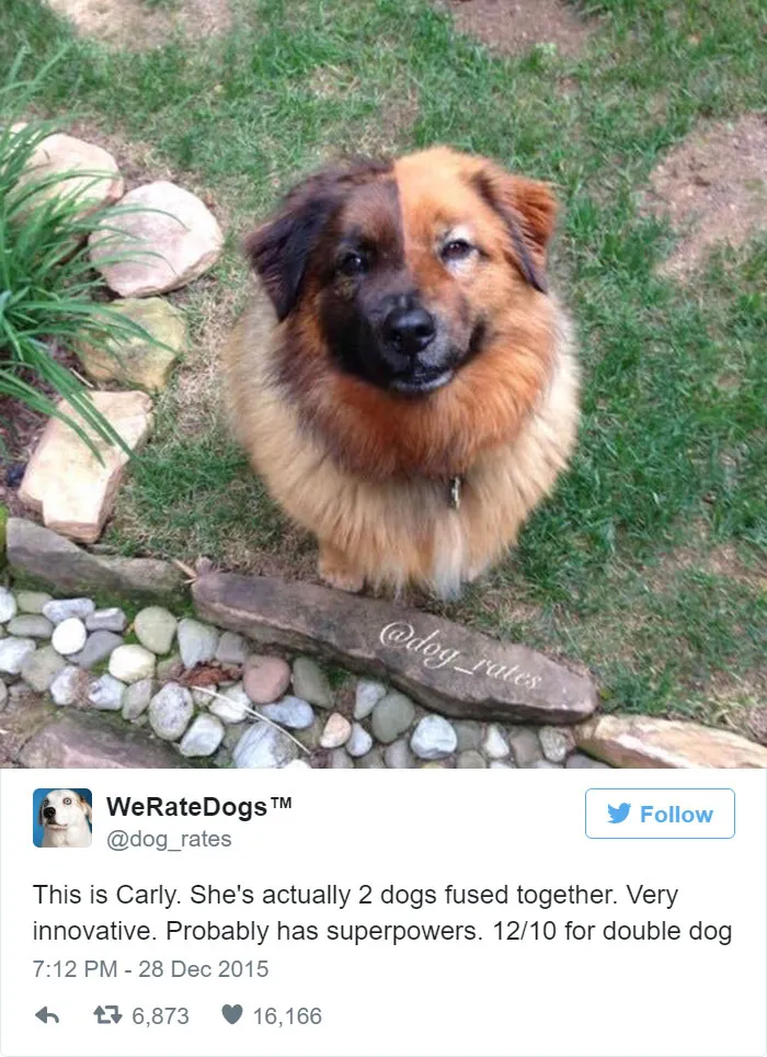 Dog Rating
