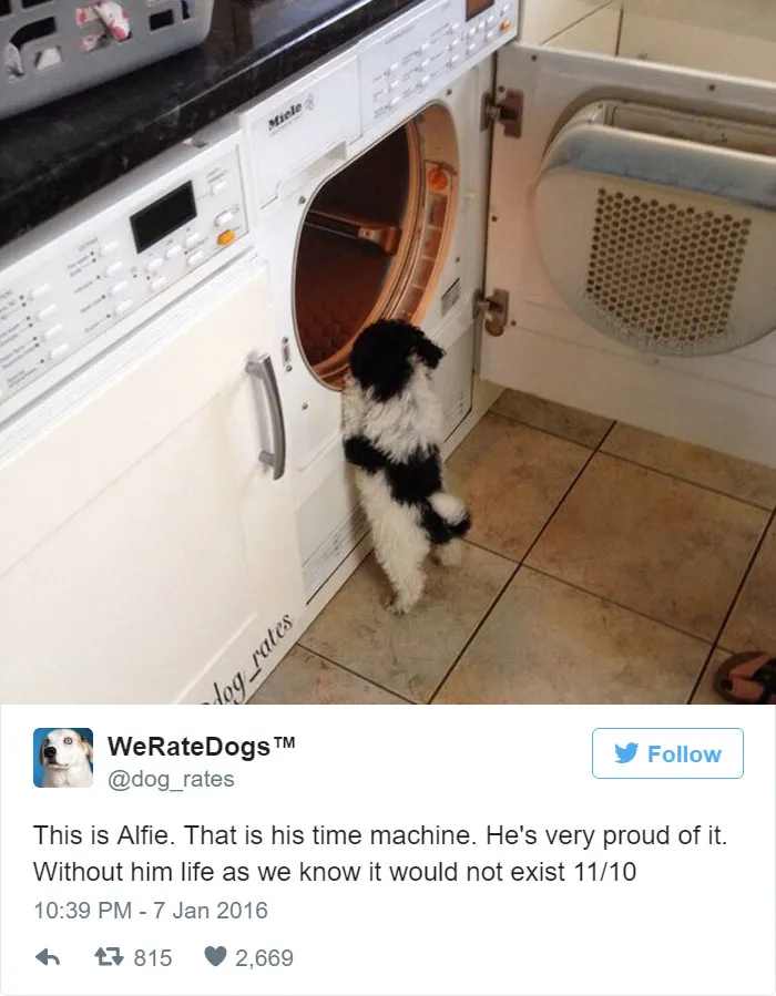Dog Rating