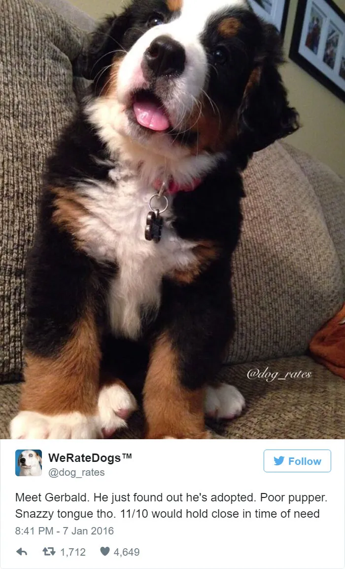 Dog Rating