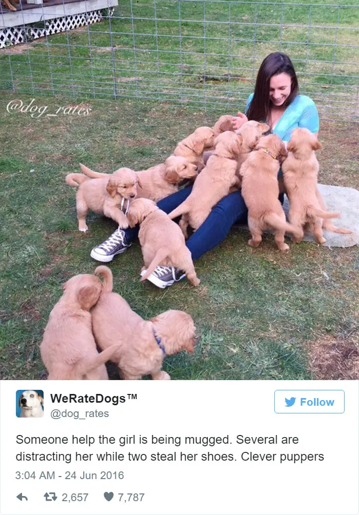 Dog Rating