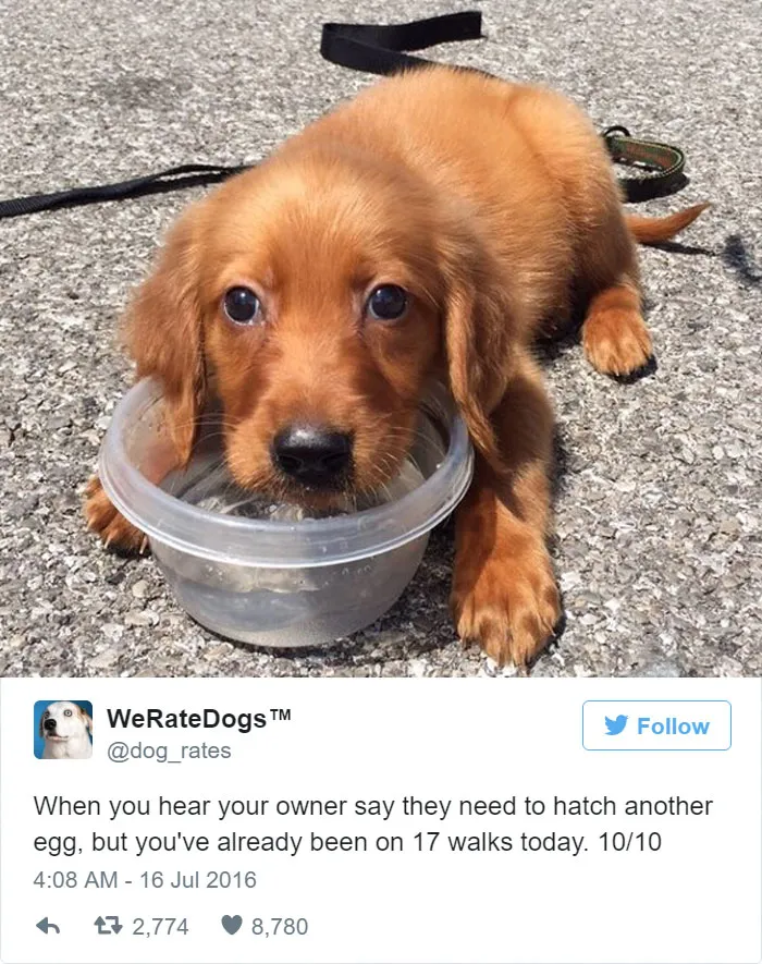 When You Hear Your Owner Say They Need To Hatch Another Egg But You've Already Been On 17 Walks Today. 10/10